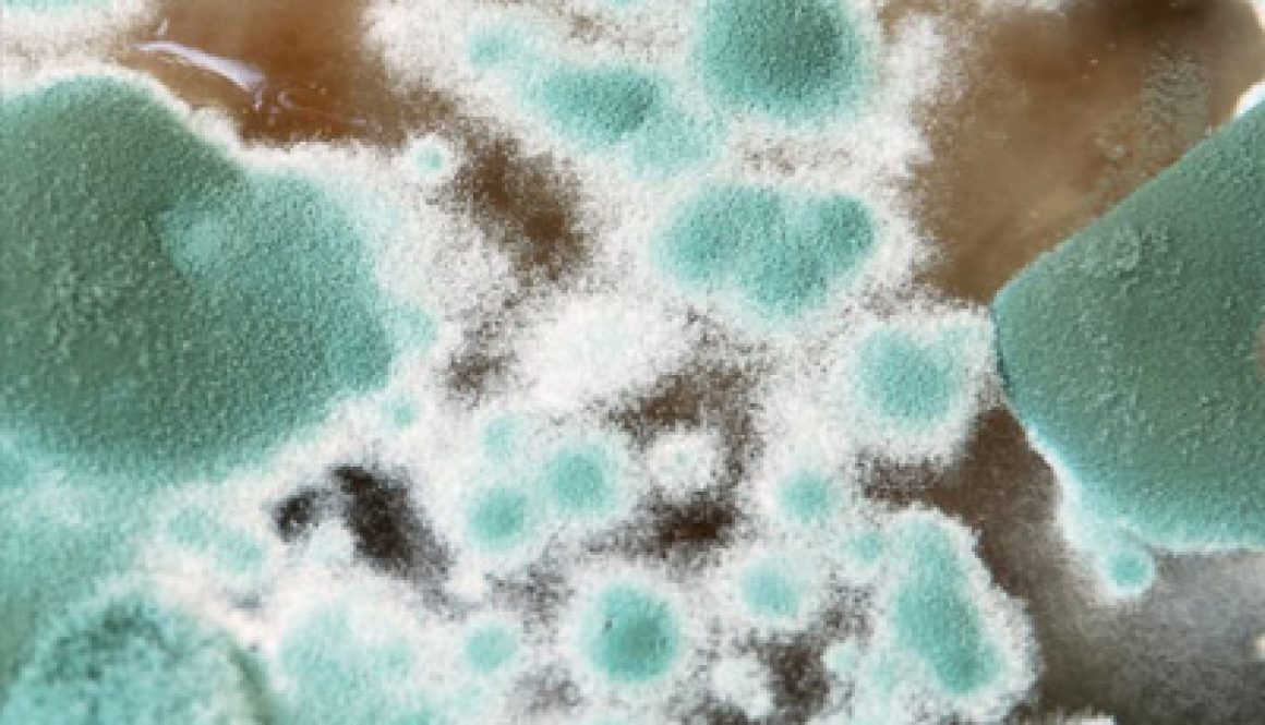 Fungi Hazards in Floodwater clean-ups