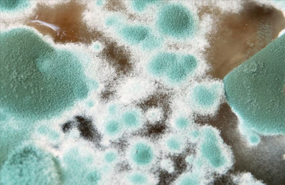 Fungi Hazards in Floodwater clean-ups